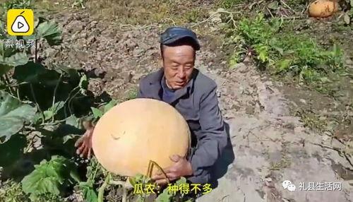 甘肃礼县吃瓜事件视频,一场引发热议的乡村奇观