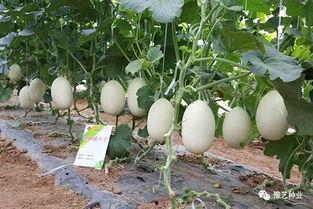 河南农大的吃瓜事件